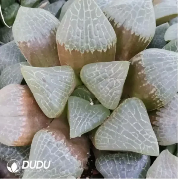 Haworthia Mu Yi Kangping - Image 1