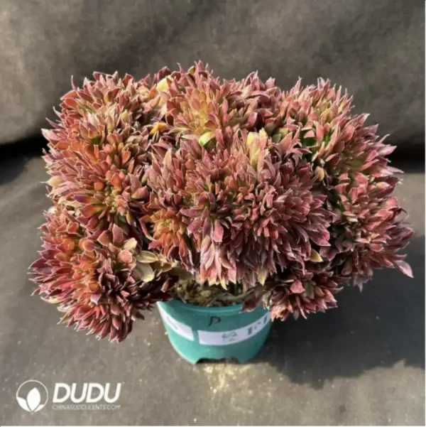 Aeonium Naga Queen Cristata - Image 1