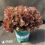 Aeonium Naga Queen Cristata - Image 2