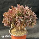Aeonium Naga Queen Cristata