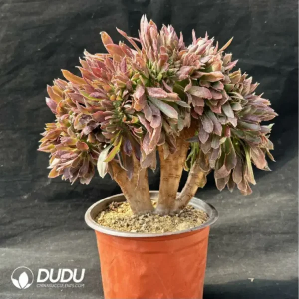 Aeonium Naga Queen Cristata - Image 2