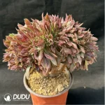 Aeonium Naga Queen Cristata - Image 3