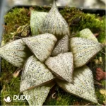 Haworthia Natalie
