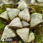 Haworthia Natalie - Image 2