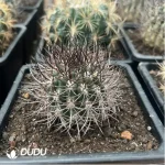 Cactus-Eriosyce Bulbocalyx