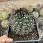 Cactus-Eriosyce Bulbocalyx - Image 2