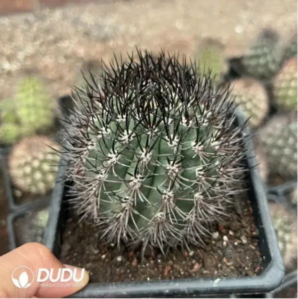 1756119484-2-1477.webp Cactus-Eriosyce Bulbocalyx - Image 2