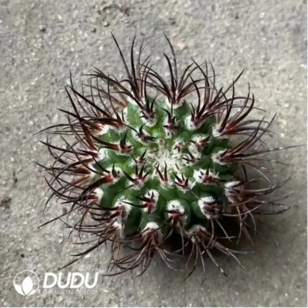 1756119486-2-997.webp Cactus-Eriosyce Bulbocalyx - Image 2