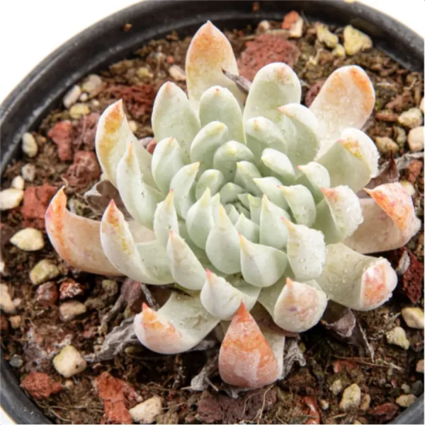 1756119487-1-3058.webp Dudleya Nubigena - Image 1