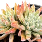 Dudleya Nubigena - Image 2