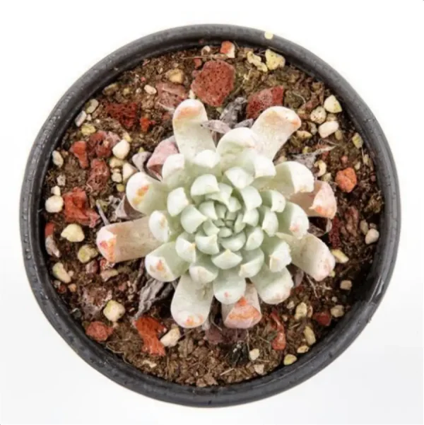 Dudleya Nubigena - Image 3