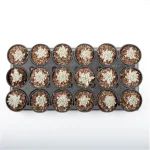 Dudleya Nubigena - Image 4