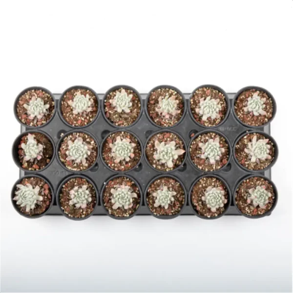 Dudleya Nubigena - Image 4