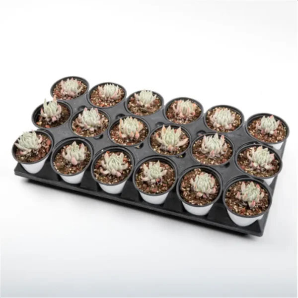 Dudleya Nubigena - Image 5