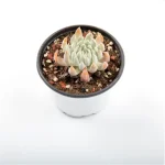 Dudleya Nubigena - Image 6