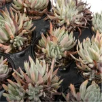Dudleya Nubigena Double Heads