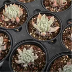 Dudleya Nubigena Double Heads - Image 2
