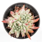 Dudleya Nubigena Double Heads - Image 3