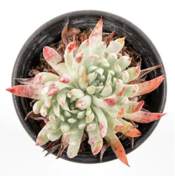 Dudleya Nubigena Double Heads - Image 3