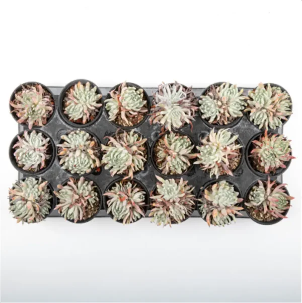 Dudleya Nubigena Double Heads - Image 4