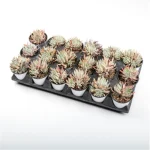 Dudleya Nubigena Double Heads - Image 5