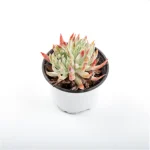 Dudleya Nubigena Double Heads - Image 6