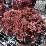 Aeonium Goddess Cristata