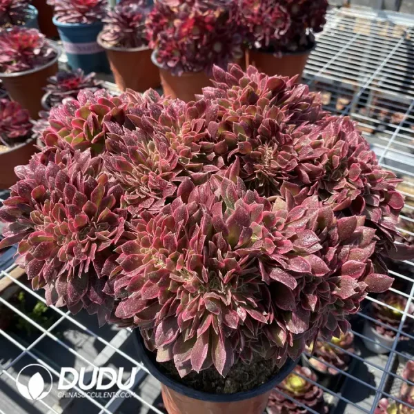 1756119504-1745471974-e201.webp Aeonium Goddess Cristata - Image 1