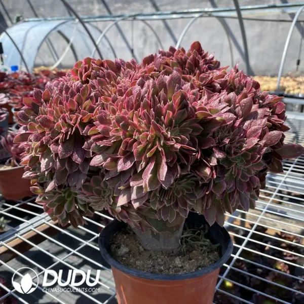 Aeonium Goddess Cristata - Image 2