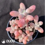 Sedum Big Star Clustering