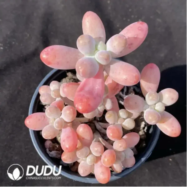 1756119506-1-1190.webp Sedum Big Star Clustering - Image 1