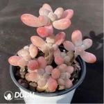 Sedum Big Star Clustering - Image 2