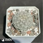 (Seed Grown)Cactus-Mammillaria schumannii