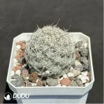 (Seed Grown)Cactus-Mammillaria schumannii - Image 2