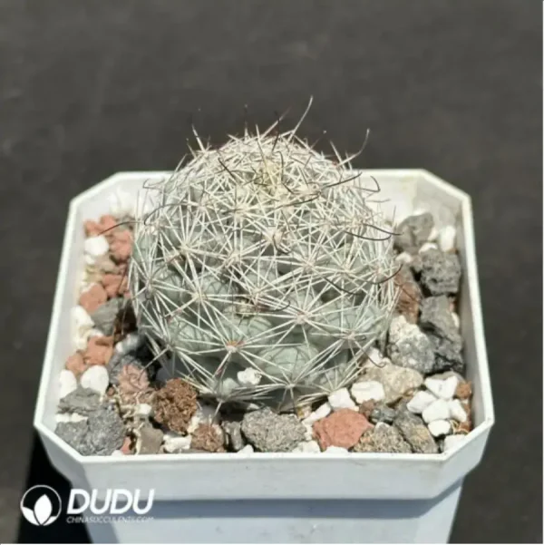 (Seed Grown)Cactus-Mammillaria schumannii - Image 2