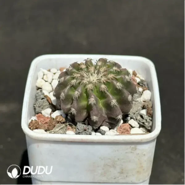 1756119511-2-1432.webp Cactus-DiscoCactus-horstii - Image 2