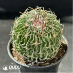 Cactus-Steno multicostatus(Hildm.)