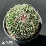 Cactus-Steno multicostatus(Hildm.) - Image 2