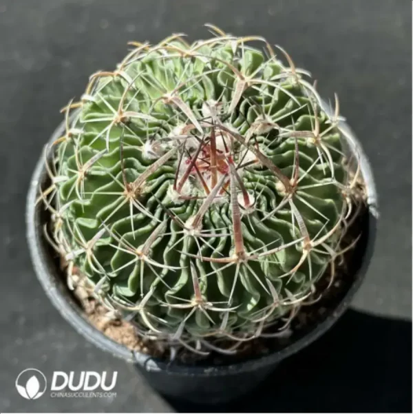 1756119515-2-1488.webp Cactus-Steno multicostatus(Hildm.) - Image 2