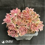 Aeonium Blue-and-white Porcelain Clustering