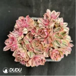 Aeonium Blue-and-white Porcelain Clustering - Image 2