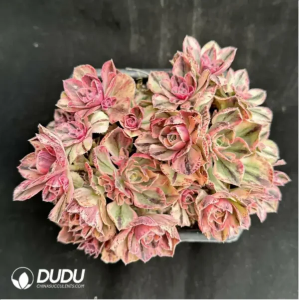 Aeonium Blue-and-white Porcelain Clustering - Image 2