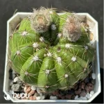 Cactus-Noto ottonis