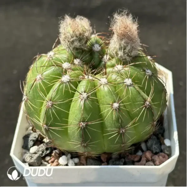 1756119523-2-1319.webp Cactus-Noto ottonis - Image 2