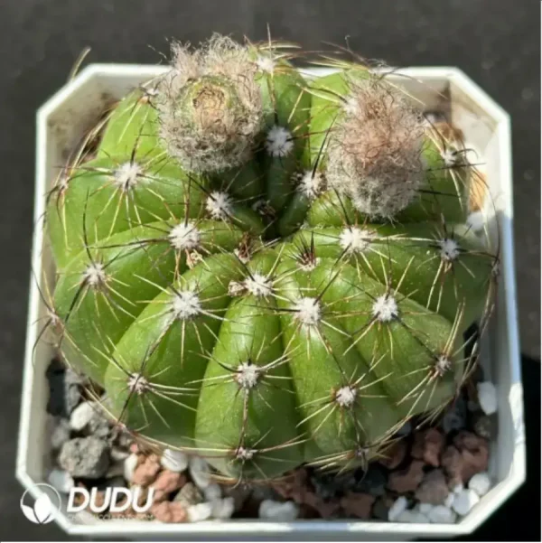 1756119524-1-2085.webp Cactus-Noto ottonis - Image 1