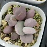 Adromischus Balls Double Heads