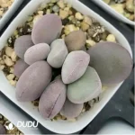 Adromischus Balls Double Heads - Image 2