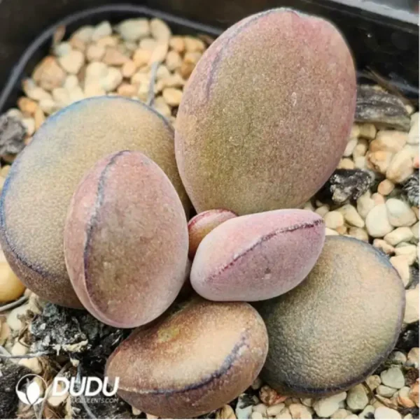 1756119528-1-1793.webp Adromischus Balls - Image 1