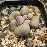 Adromischus Balls - Image 2