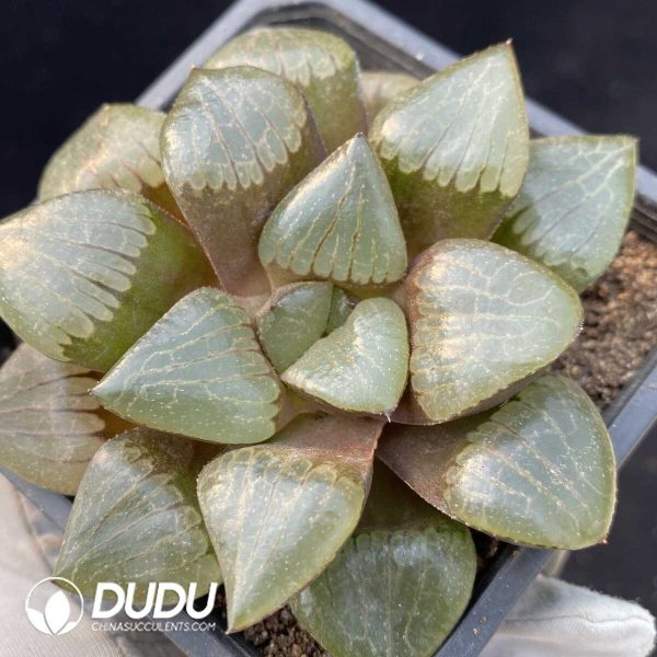 Haworthia Sun Moon Lake - Image 1